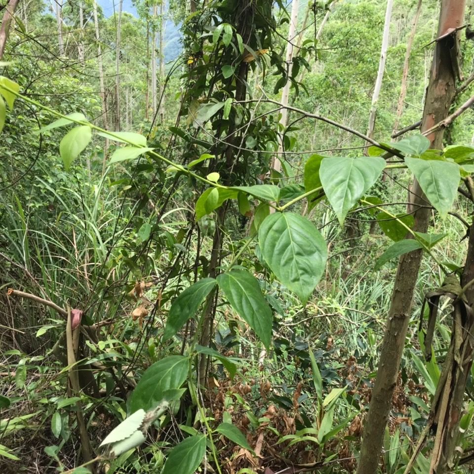 断肠草新鲜断肠草大茶藤胡蔓藤钩吻益补萃500克