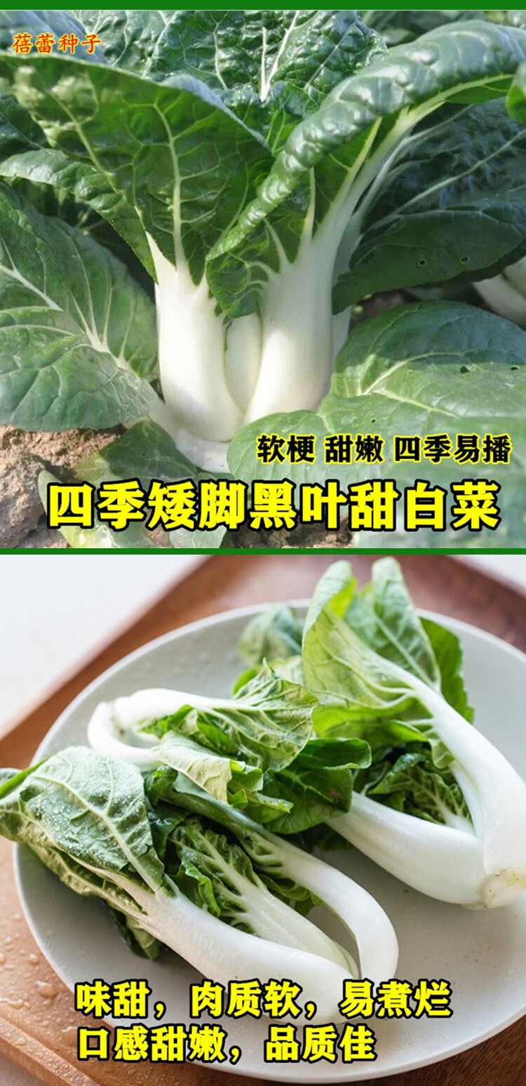 四季黑叶甜白菜种籽奶油白菜小白菜种子农家青菜籽阳台蔬菜种孑籽