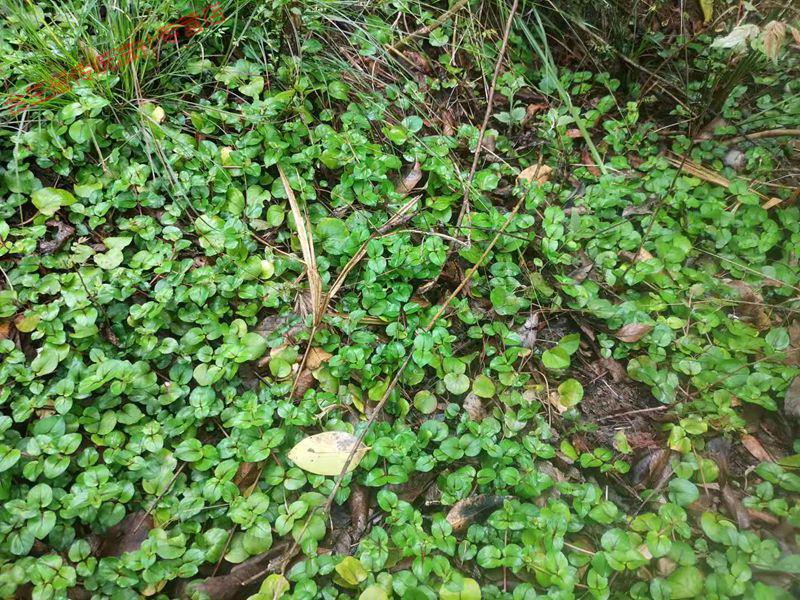 康中尊中药材金钱草500g四川正宗野生大叶金钱草干茶过路黄溶石草aa