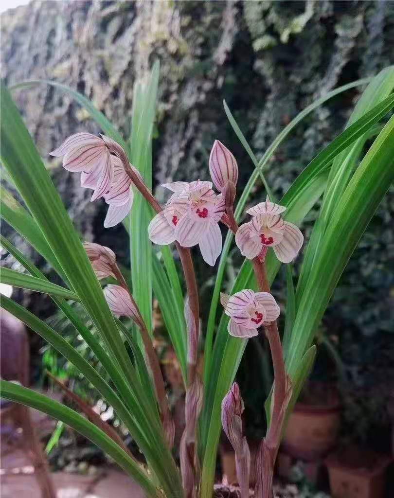 浙江当年开花兰花苗春兰金黄素浓香阳台盆栽绿植花卉春兰板桥遗墨5苗