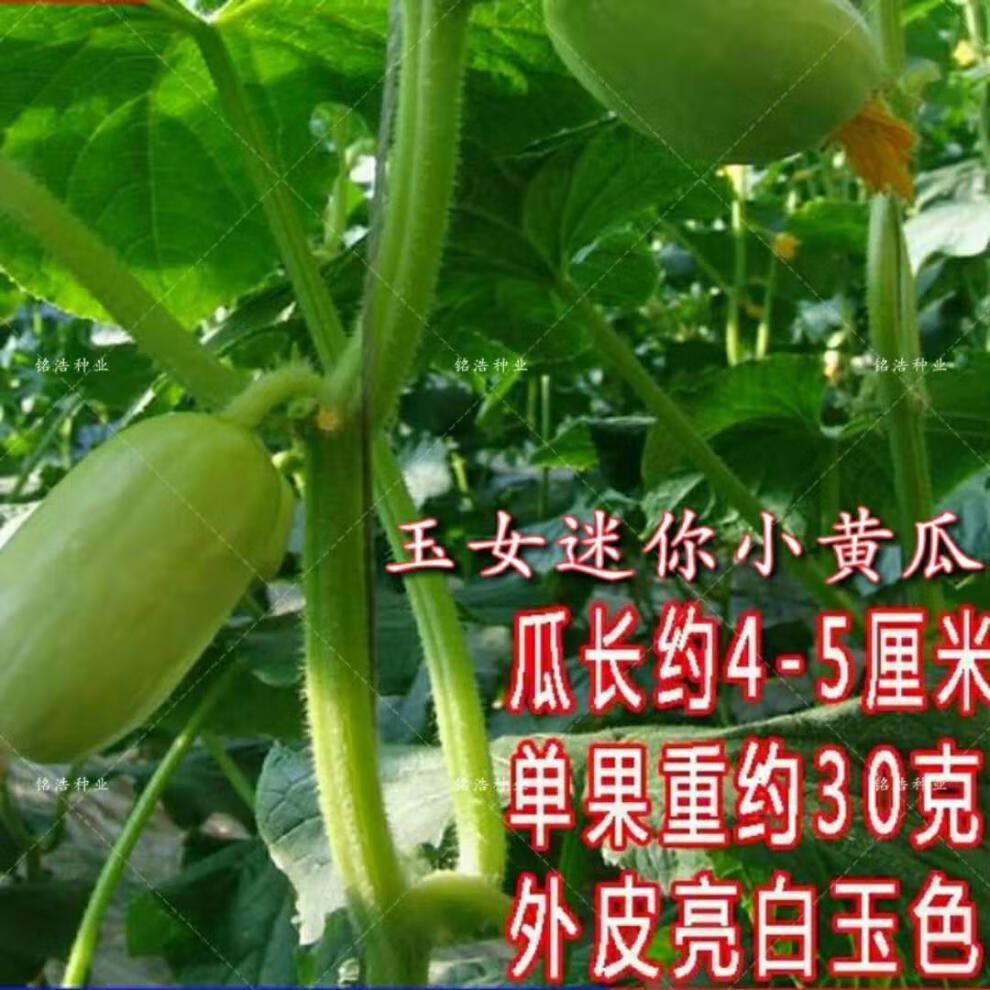 金童玉女水果黄瓜种子 迷你水果拇指无刺小黄瓜蔬菜种子四季种植 金童