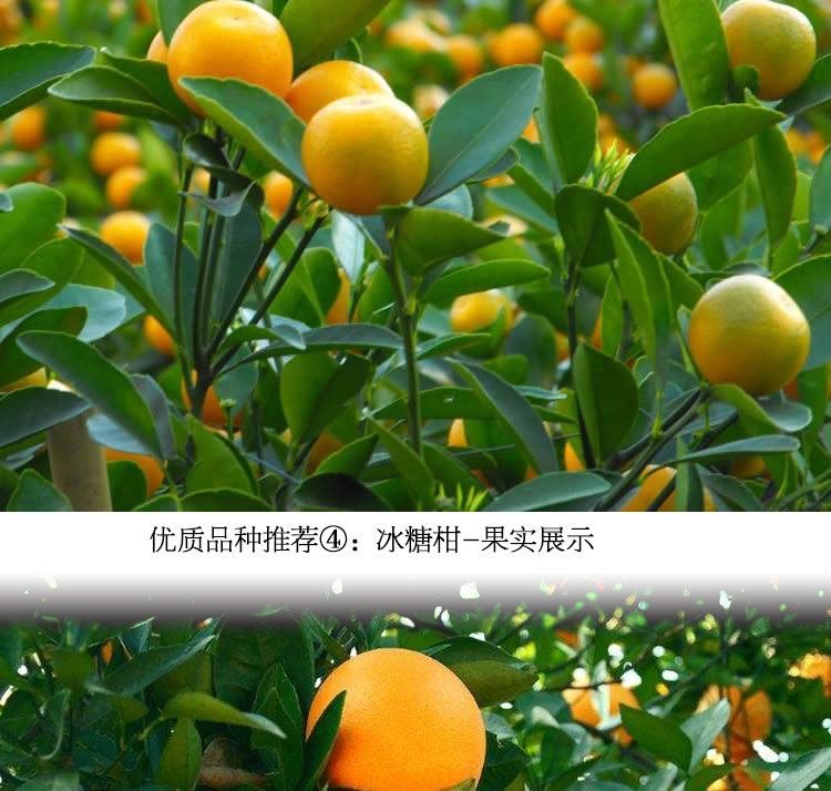 正宗砂糖橘树苗无核橘子沙糖桔沃柑嫁接苗当年结果盆栽地栽果树苗 无