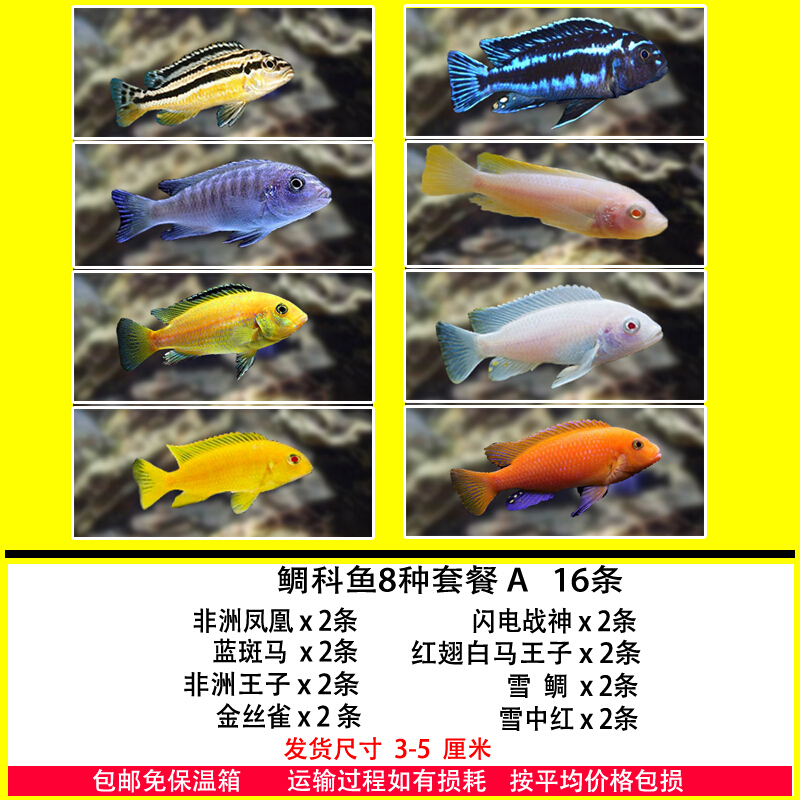 鱼三湖慈鲷马鲷杂鲷鱼热带淡水好养耐活小型观赏鱼 随机品种发货20条