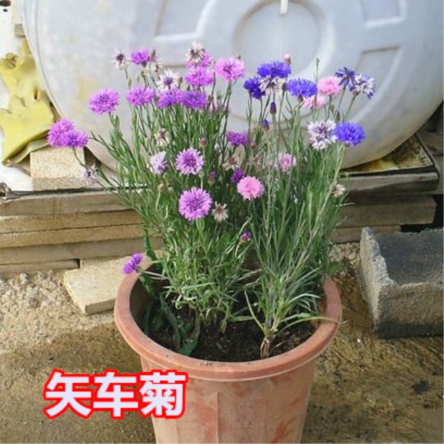 矢车菊也是切花的好材料,从花园中剪下,装点居室,该是养花的喜悦回报