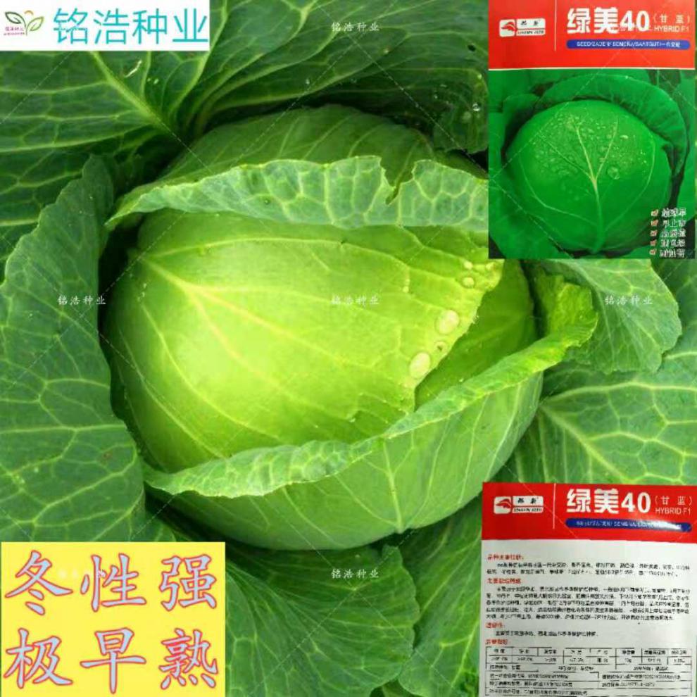 甘蓝种子卷心菜种子包心菜包菜种子耐寒抗病早熟高产菜园基地种植 绿