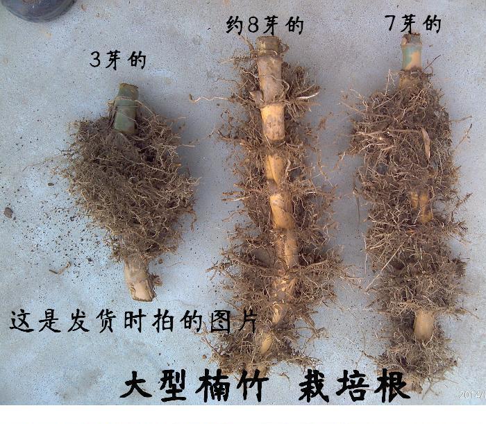 大型楠竹苗种苗楠竹大毛竹根竹笋苗春冬庭院竹子苗大南竹种子耐寒10节