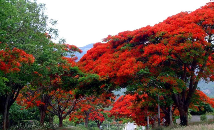 富满升凤凰木树苗凤凰花红花楹小苗火树名贵风景树庭院四季绿化蓝花楹