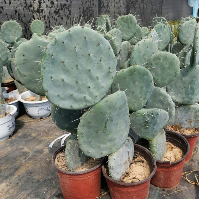 盆栽阳台庭院沙漠造景多肉植物开花的耐旱带刺仙人掌耐