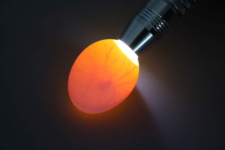 照蛋器孵化机专用led照蛋灯冷光源家用强光照蛋器手电筒充电式四灯珠