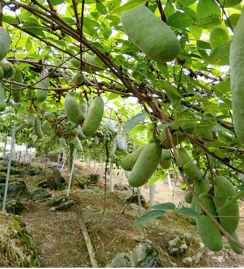 欲静 八月瓜 果树苗当年结果野生八月瓜苗四季种植南方八月炸树苗 15