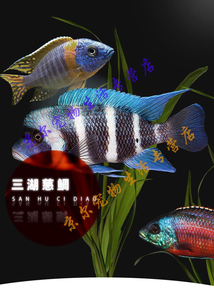 天弗 三湖慈鲷鱼马杂雕三湖慈雕鱼热带观赏鱼非洲王子血艳红活体淡水