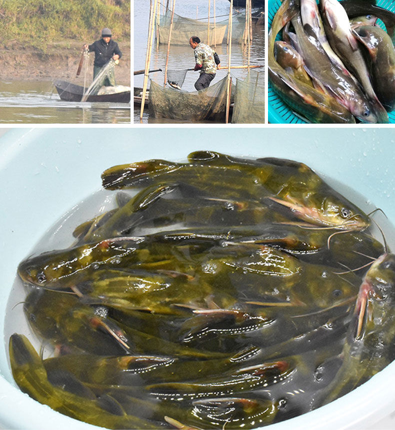 生态淡水湖昂刺鱼新鲜嘎鱼黄颡鱼鲜活现杀黄辣丁干锅黄骨鱼黄牙叫 3斤