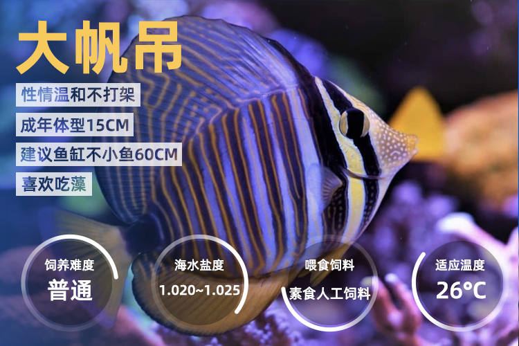 活鱼蓝眼吊蓝眼波纹吃藻除藻吊类海水宠物观赏鱼运输包活岚黛粉蓝吊