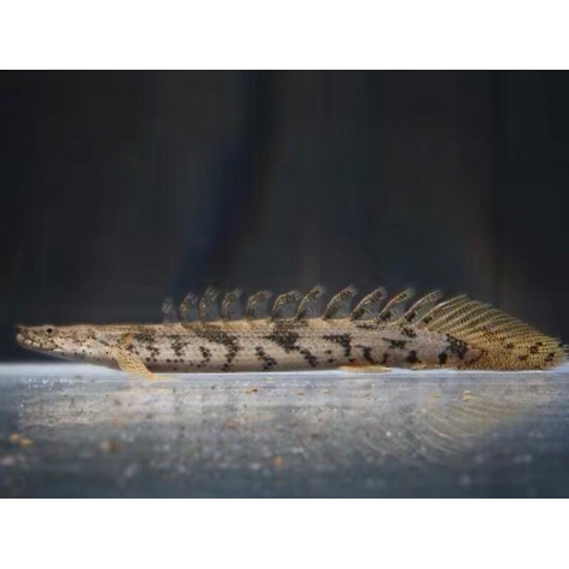 店铺推荐恐龙鱼活红眼恐龙九角恐龙热带鱼观赏鱼水族大型鱼宠物鱼龙鱼