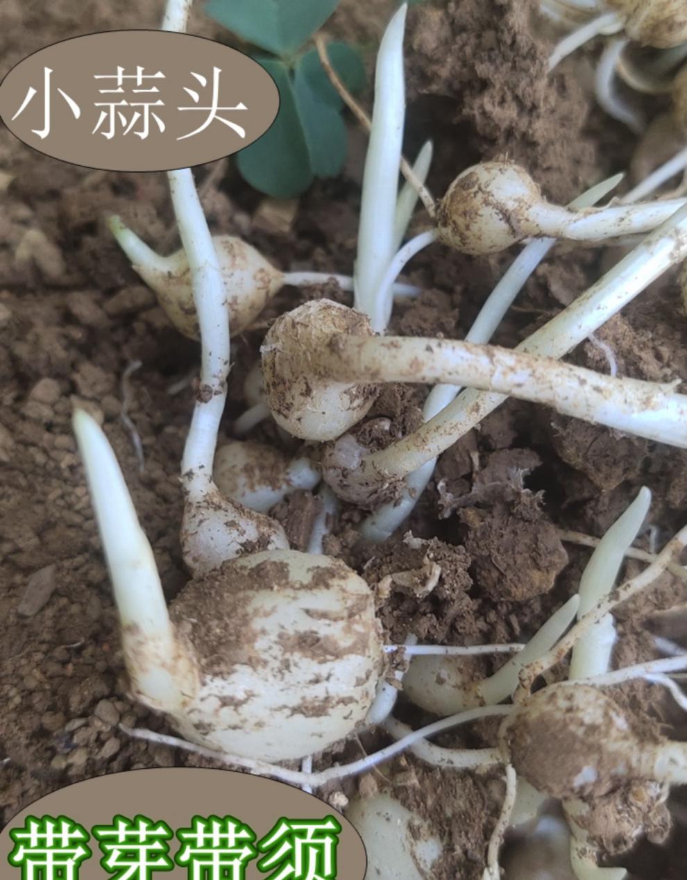 新鲜野蒜野生小苦蒜胡葱小根葱洋藠头其它野菜野葱