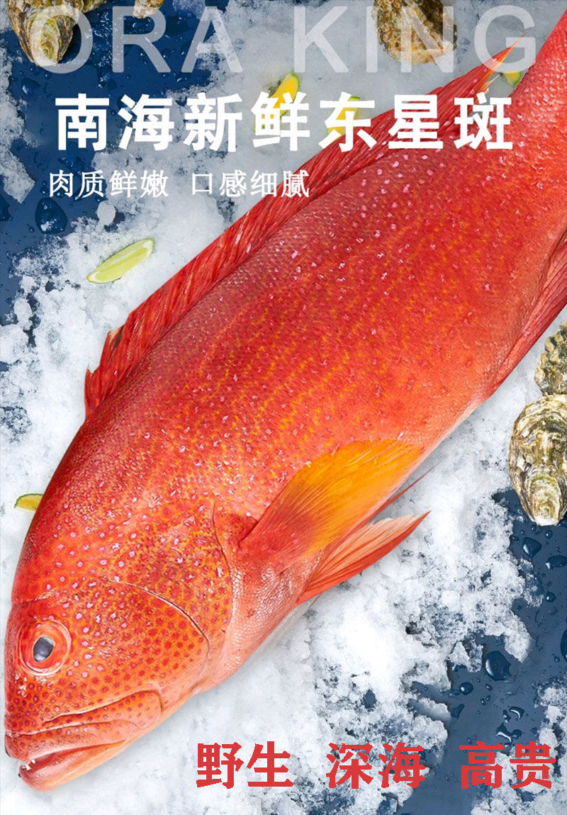 深海东星斑鲜活速冻红石斑鱼澳东刺身级没小刺肉嫩辅食 600g-700g/条