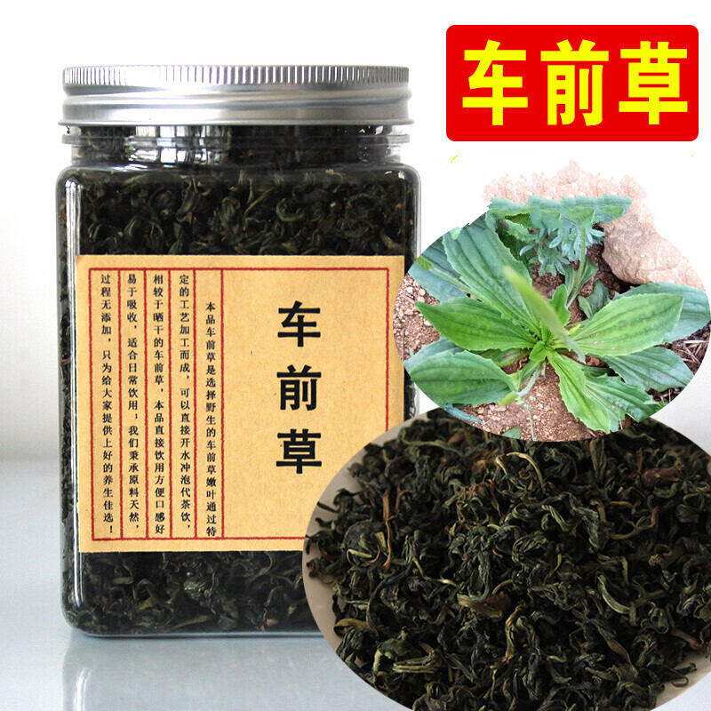 车前草茶新鲜车前子叶茶嫩叶炒车前草叶子泡茶80g