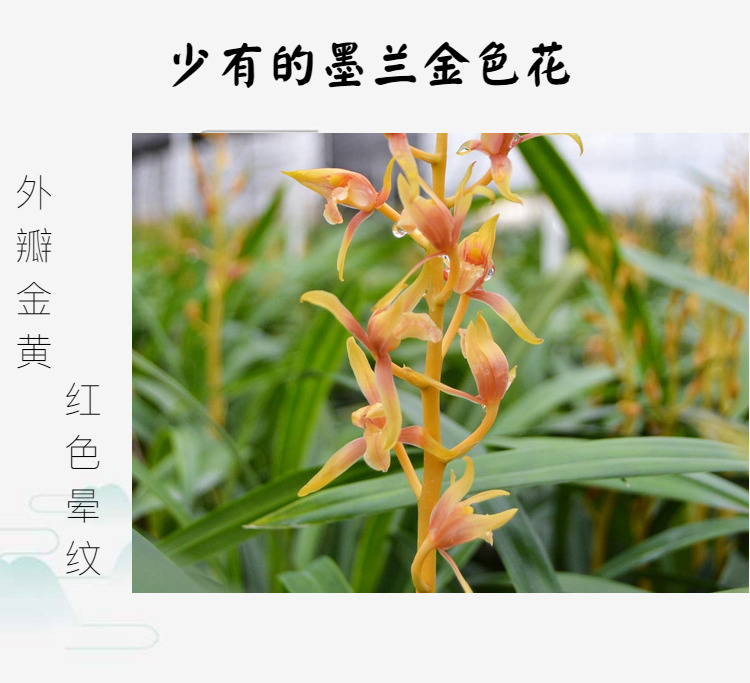 名贵墨兰兰花金黄色稀有宽叶兰花苗带花苞年宵花卉 金丝雀5苗壮苗连体