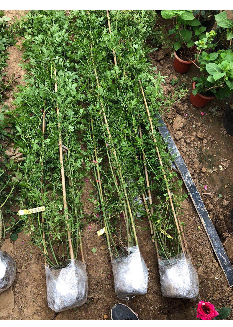 红木香树苗花苗 爬腾植物盆栽花庭院重瓣 四季开花盆栽花苗带花苞甜蜜