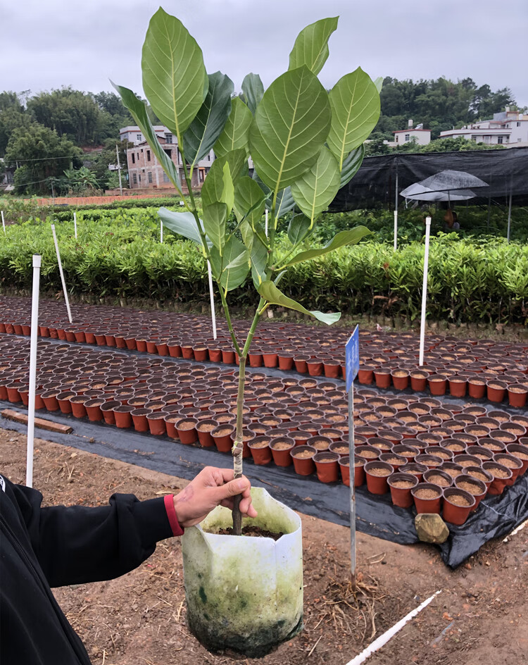 菠萝蜜树苗嫁接果树苗木菠萝四季红肉1号干湿当年结果5年苗一号菠萝蜜