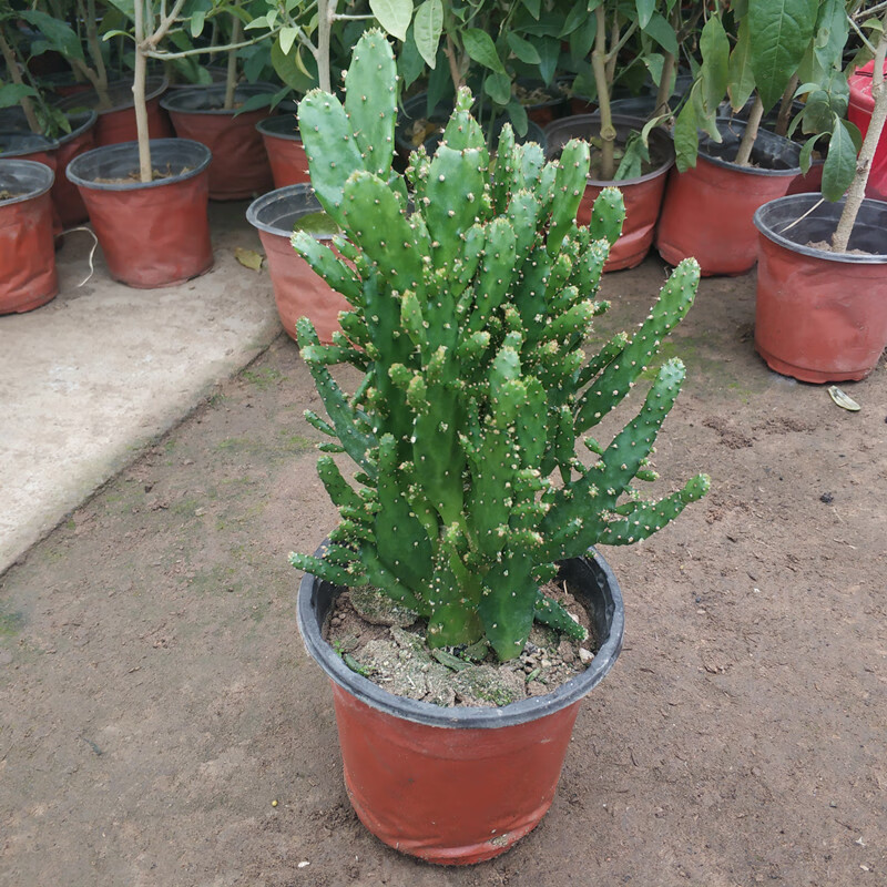 室内阳台绿植花卉仙人掌类千佛手多肉植物千手观音盆栽2盆30cm高不含