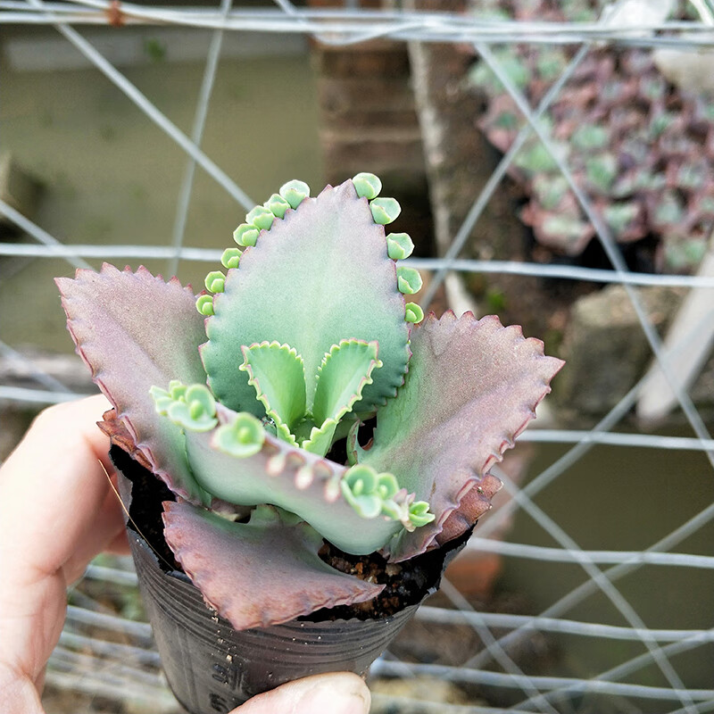 多肉植物蕾丝公主宽叶不死鸟大叶落地生根绿植迷你盆栽56cm不含盆