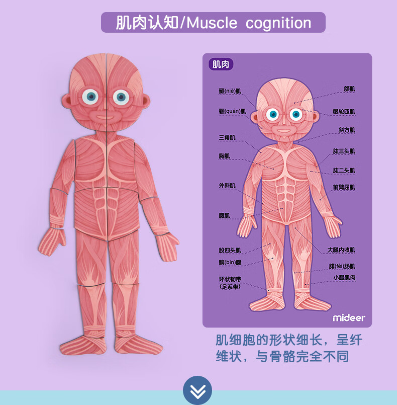 mideer弥鹿儿童人体认知拼图宝宝磁力磁性挂板我的身体器官567岁人体