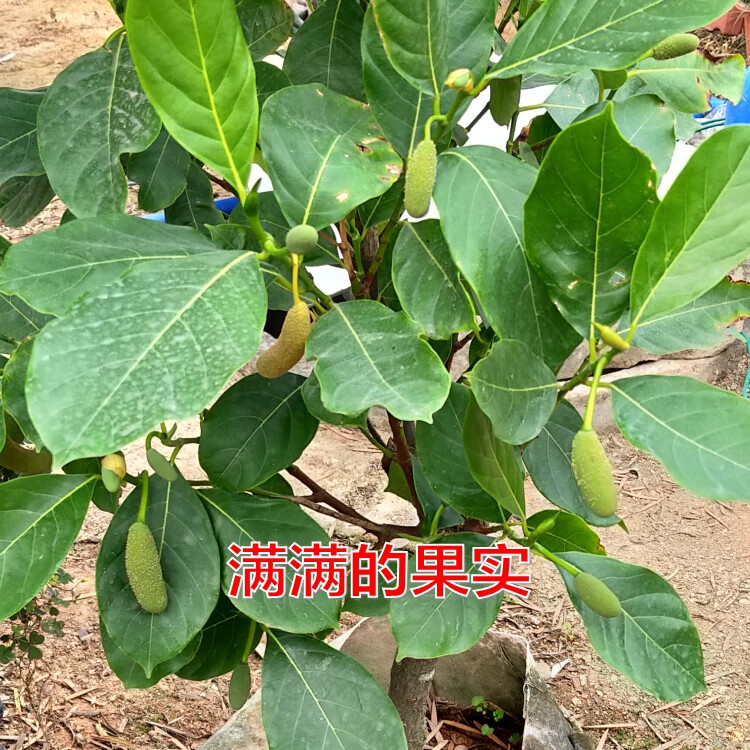 菠萝蜜树苗嫁接果树苗木菠萝四季红肉1号干湿当年结果5年苗四季菠萝蜜