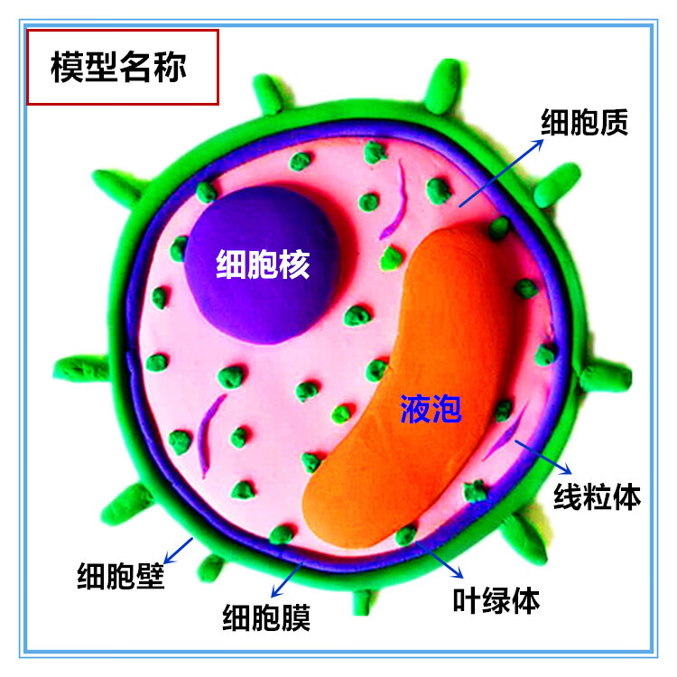 生物细胞模型动物植物diy小制作真核细胞器粘土太空泥材料包基础款