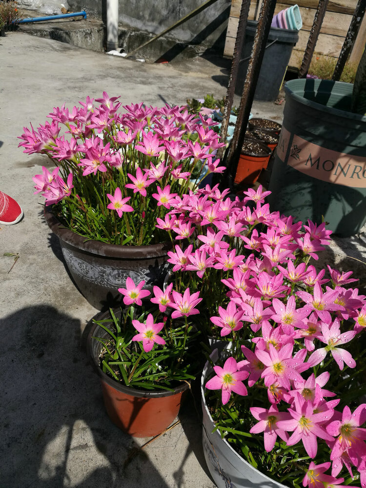 宅品风雨兰种球盆栽花卉葱兰韭兰花苗植物开花新鲜易活绿植球根种子