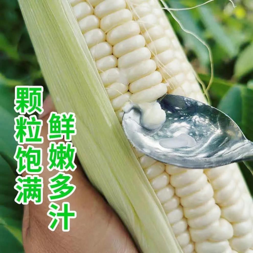 牛奶玉米白糯玉米新鲜现摘牛奶玉米棒子甜黏粘嫩农家不带壳昌隆福记5