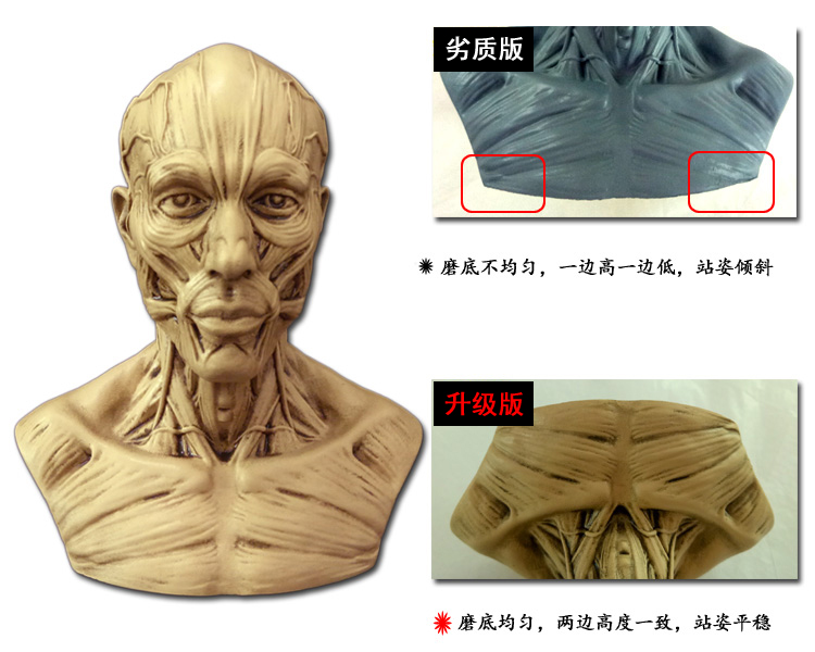 诺必隆1比2艺用人体肌肉骨骼骷髅头骨绘画胸像解剖头颅模型美术中性12