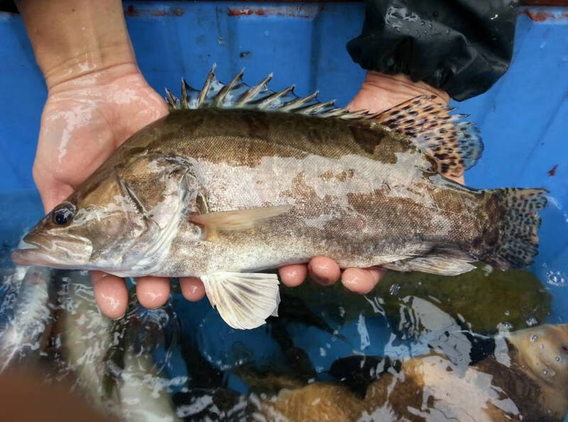 苏北淡水河鳜鱼正宗桂鱼新鲜活季花鱼桂花鱼活体鳌花鱼2斤