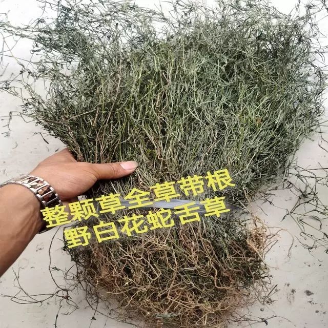 白花蛇舌草 中药白花蛇舌草云南白花蛇草草药白花草