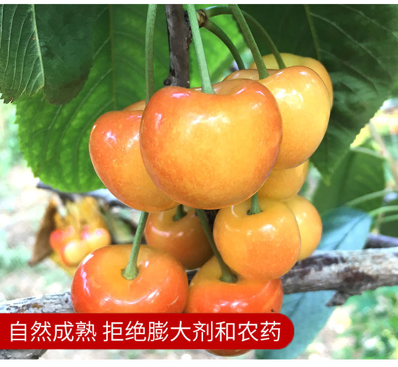 (顺丰空运)雷尼黄金车厘子 樱桃 水晶黄蜜 当季国产新鲜水果 5斤 12