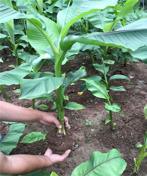 庭院大型绿植花卉芭蕉苗北方观赏芭蕉树苗盆栽大叶植物室内绿化北方