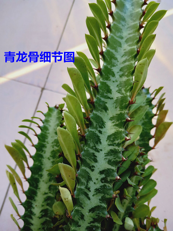 巴西龙骨花室内花卉植物盆栽玉麒麟多肉金丝猴金虎客厅仙人柱一青一紫