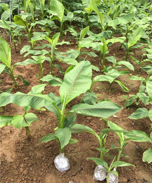 庭院大型绿植花卉芭蕉苗北方观赏芭蕉树苗盆栽大叶植物室内绿化北方