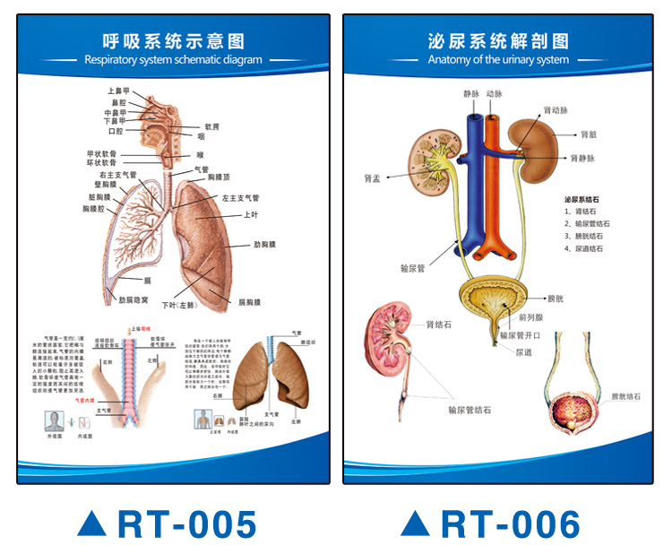 人体医学解剖挂图内脏器官心脏结构消化挂图内脏骨骼肌肉海报全身器官