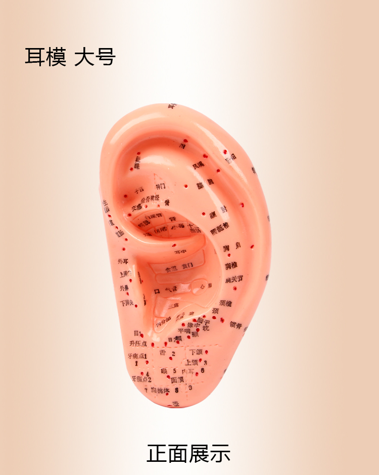 赫晨展浩(zhanhao) 医用手模型耳模型 标准耳模模型 耳朵耳部反射区手