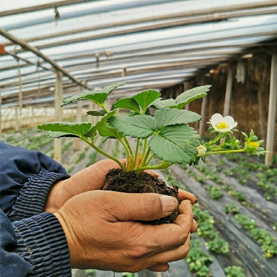 红香玉草莓苗 5颗苗 5个盆 肥料 生根粉【图片 价格 品牌 报价