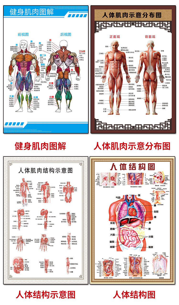 人体器官结构挂图人体骨骼结构图全身器官分布穴位图人