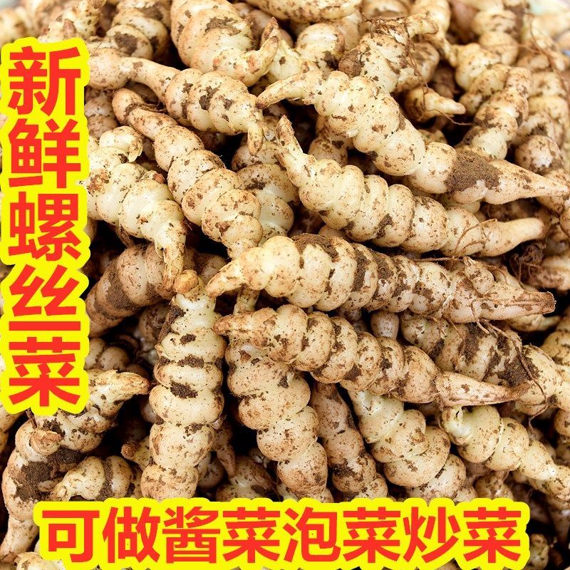 精选生鲜小个新鲜螺丝菜宝塔菜地梨甘露子农家蔬菜现挖做泡菜酱菜地