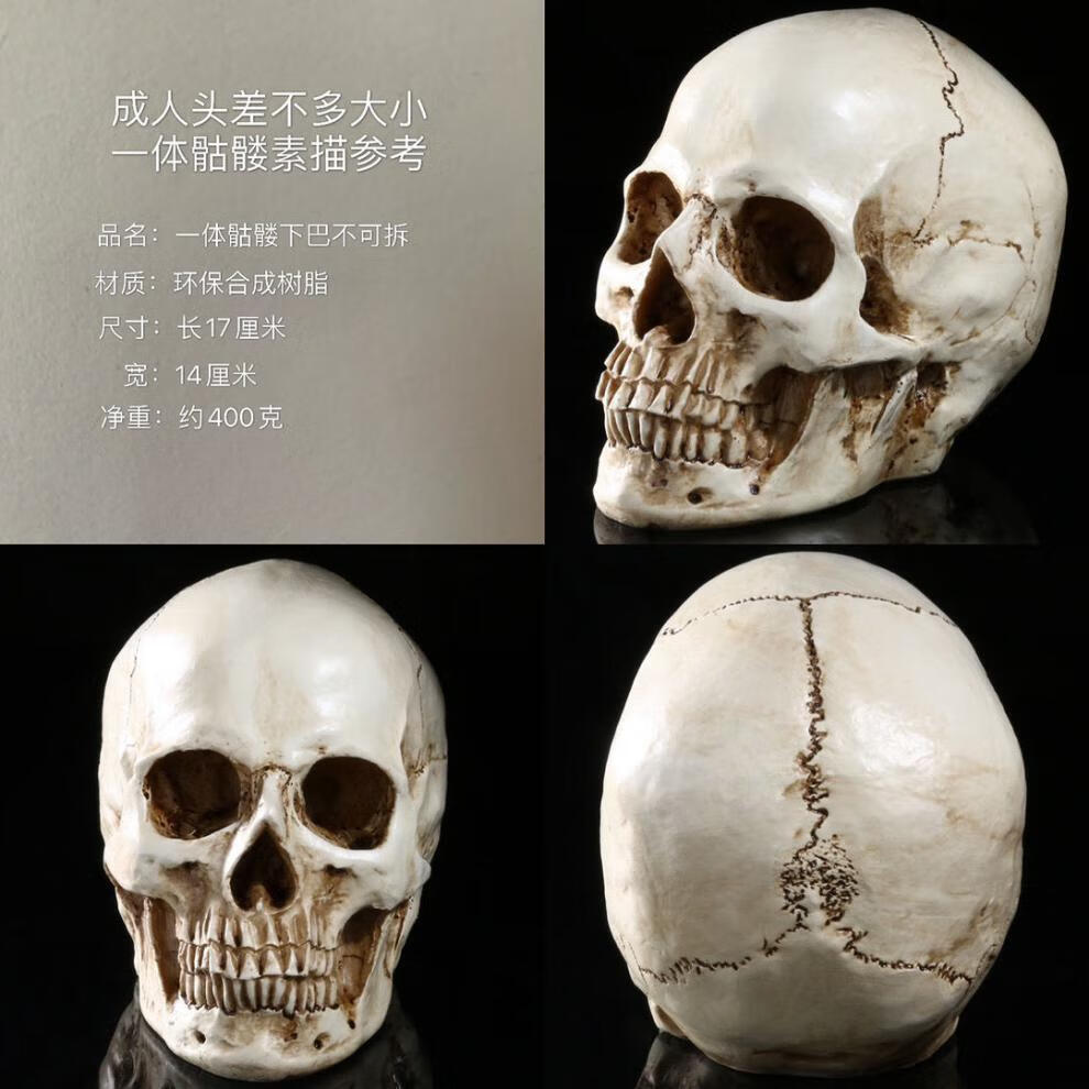 万圣节13仿真骷髅头模型素描绘画艺考美院美术艺用万圣节道具北极象