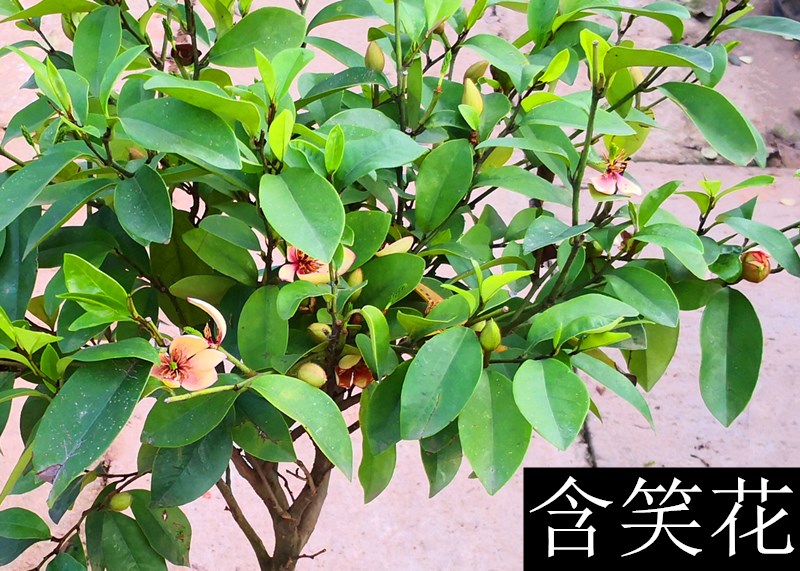 阳台,桌面,卧室,书房开花季节:春季类别:木本花卉品种:含笑货号:19240