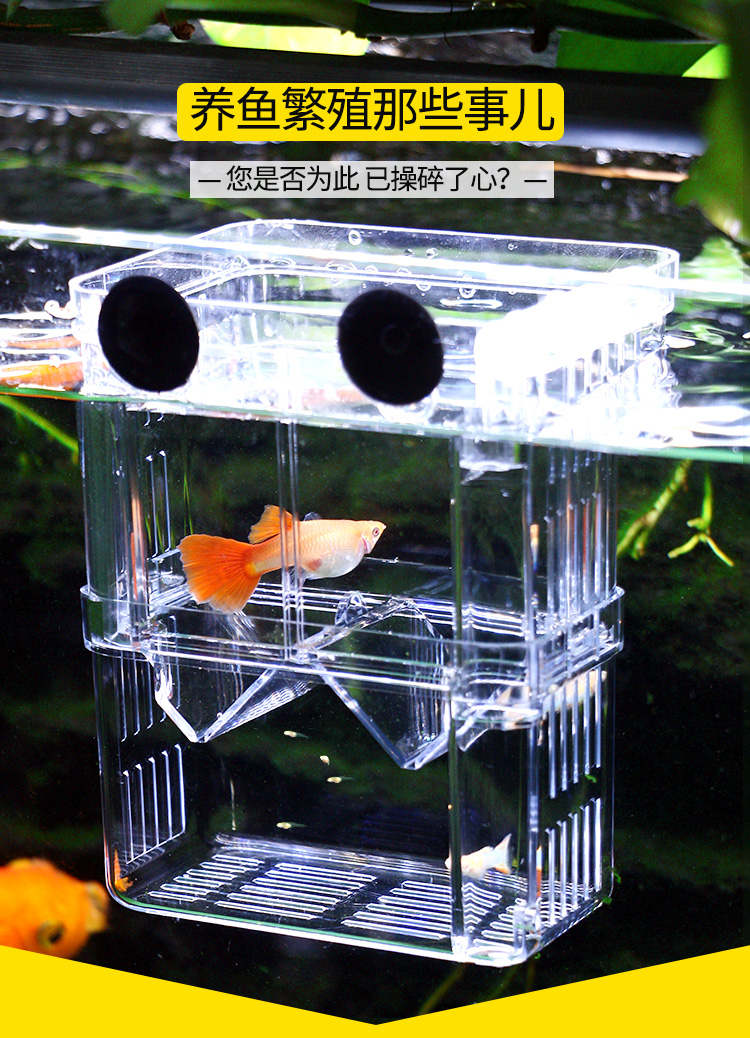 孔雀鱼繁殖盒鱼缸隔离盒孔雀鱼繁殖盒斑马小鱼孵化器凤尾幼鱼悬浮