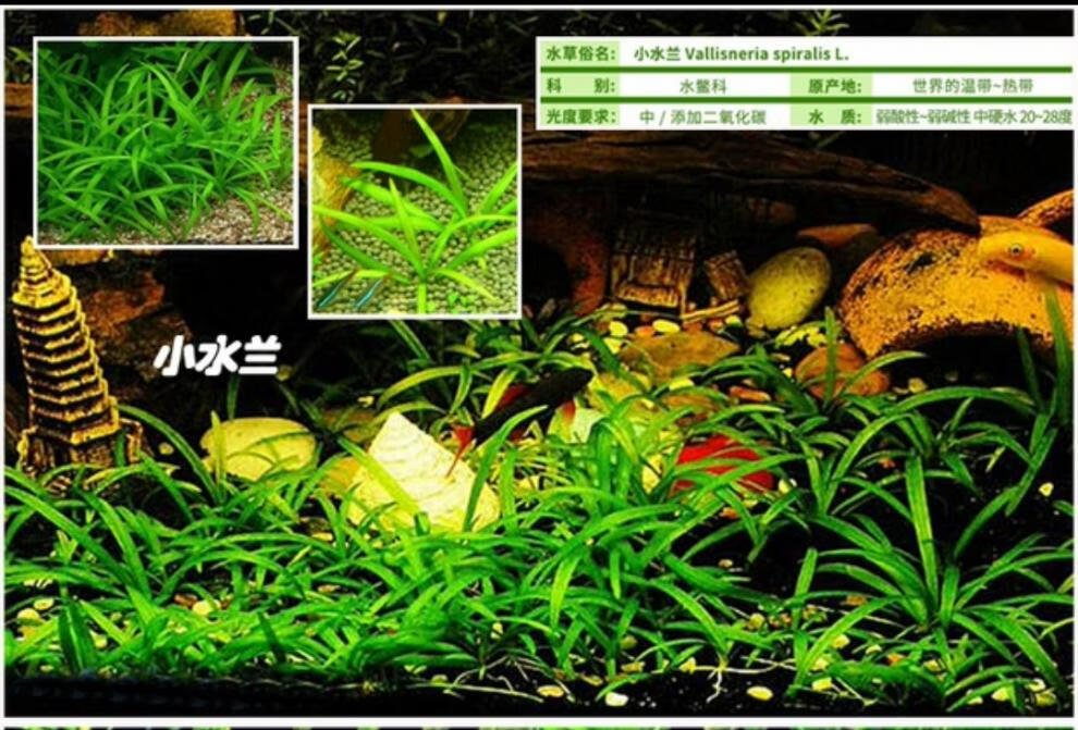 水草大水兰小水兰扭兰龙舌兰赖养前后景新手鱼缸造景大水兰1包1215颗