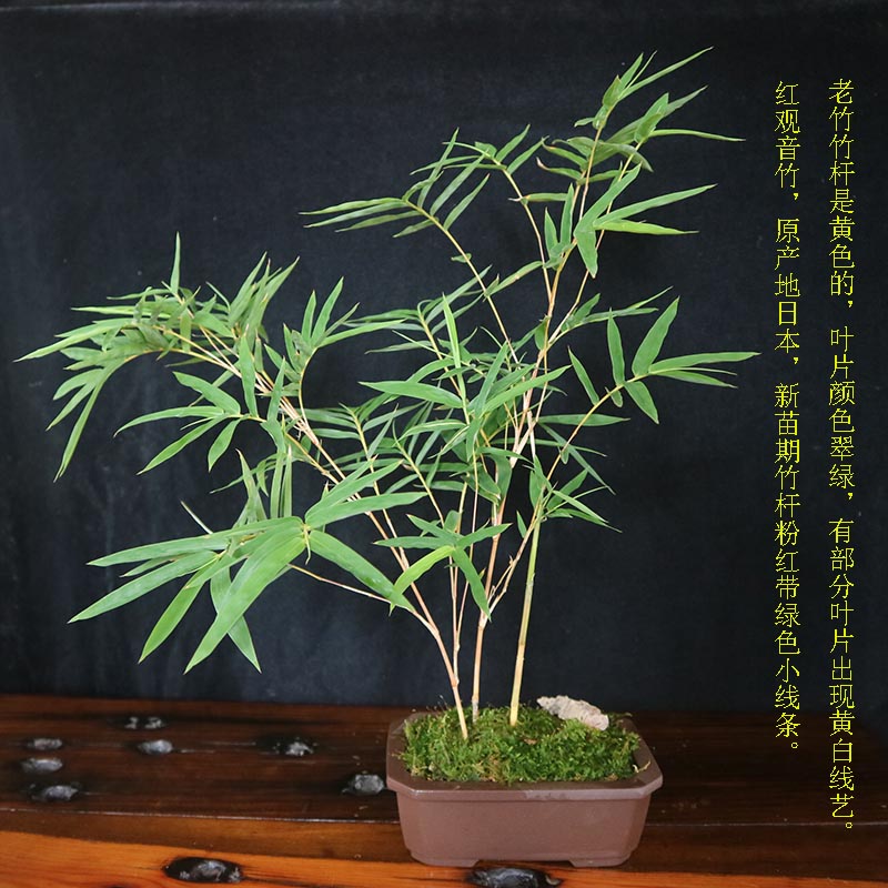 红竹红运竹红观音竹桌面盆栽绿植花叶寒竹书房竹盆景庭院阳台竹苗2杆