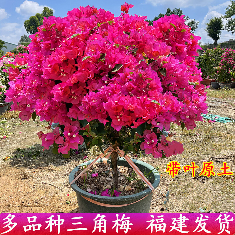 新品种勤花重瓣三角梅盆栽带花耐寒庭院爬藤老桩树苗四季开花绿樱