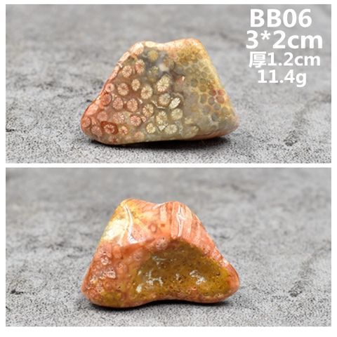 天然印尼珊瑚玉古生物化石菊花石原石切片化石bb23